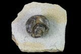 Ordovician Gastropod Fossil - Morocco #164093-1